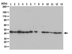 MilliporeSigma anti-beta Actin, Polyclonal 100&mu;g, Unlabeled:Antibodies,